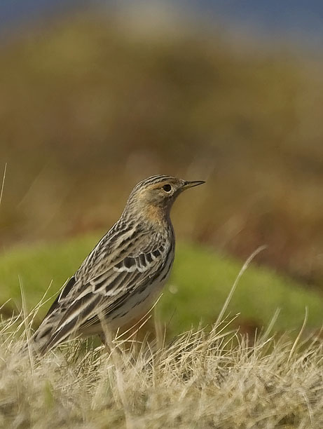 Lapinkirvinen, Red-throated Pipit, Anthus cervinus